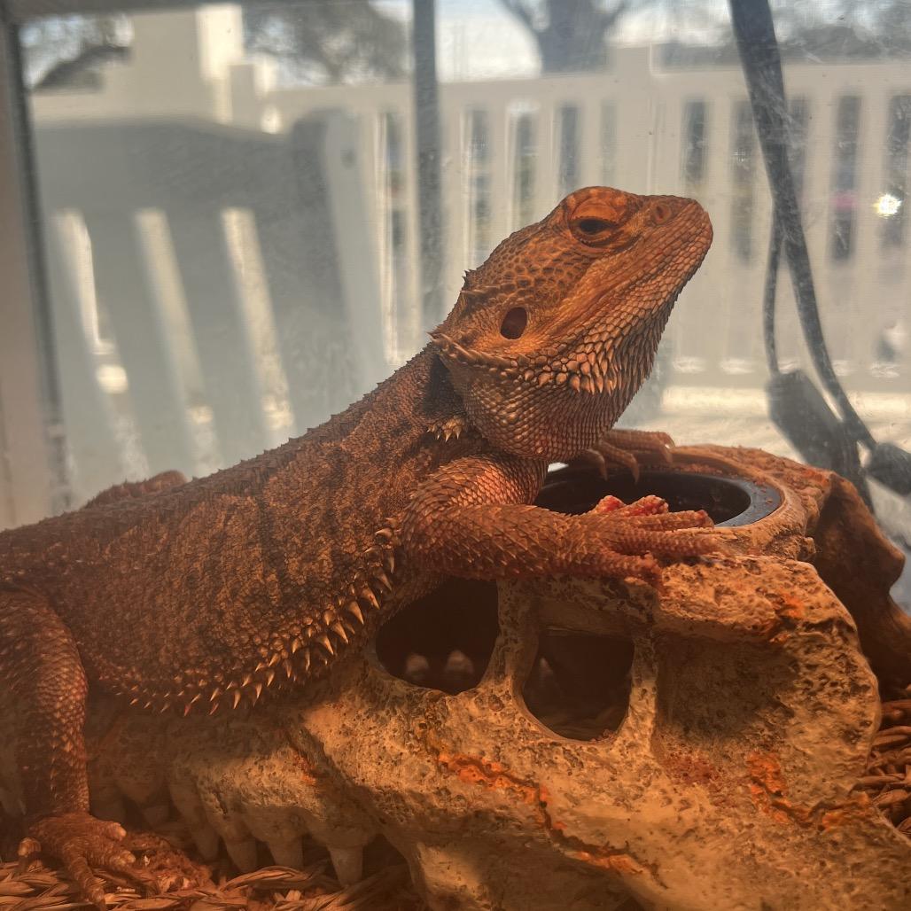 Atlas, Adoptable, Adult Male Bearded Dragon.