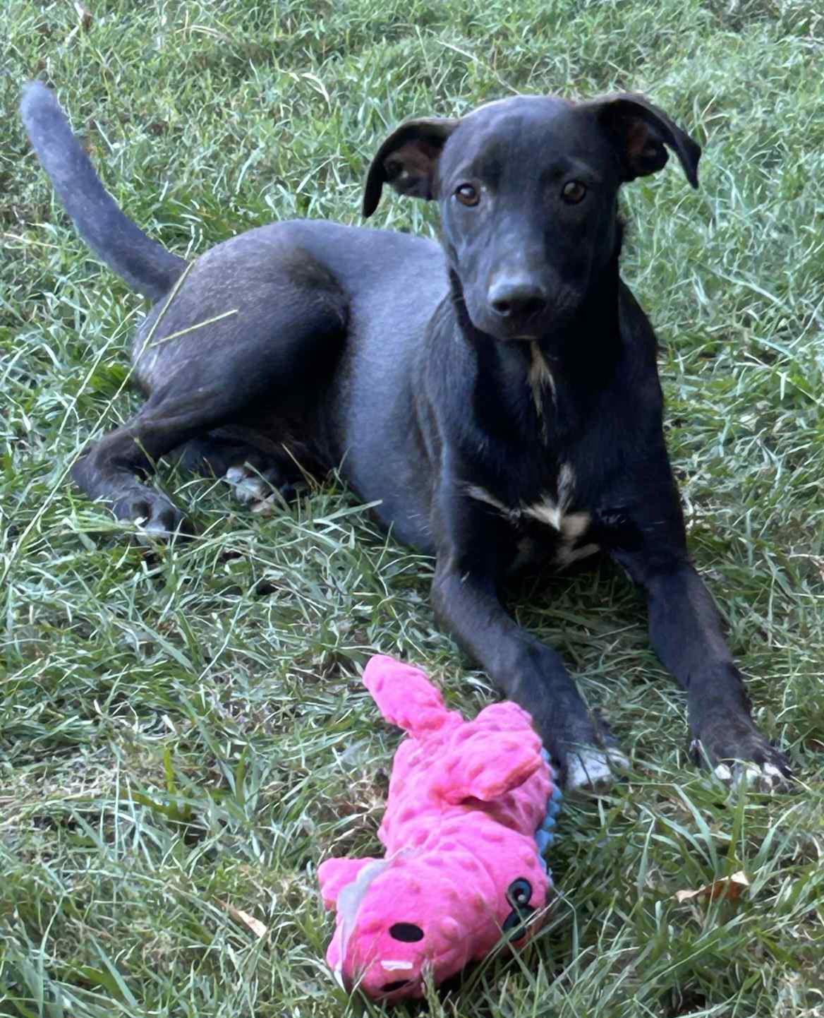 Enlarge Ken Ashcraft, a Adoptable Mountain Cur in Redfield, AR image 1/2