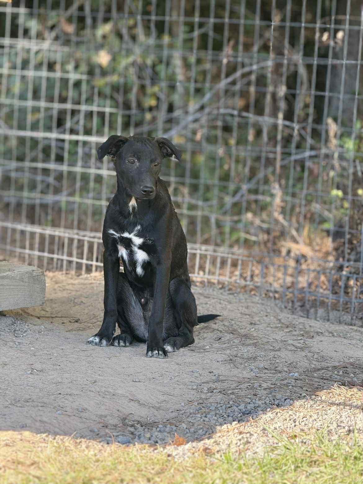 Enlarge Ken Ashcraft, a Adoptable Mountain Cur in Redfield, AR image 2/2