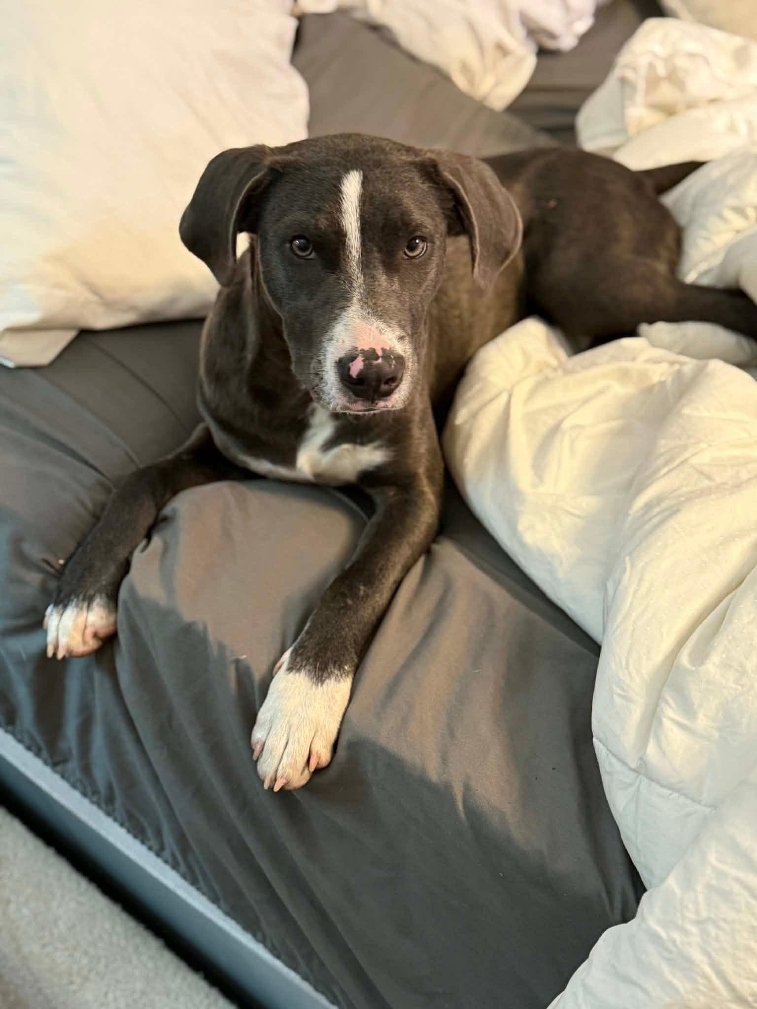 Enlarge Balki, a Adoptable mixed breed in Harrisburg, PA image 3/4