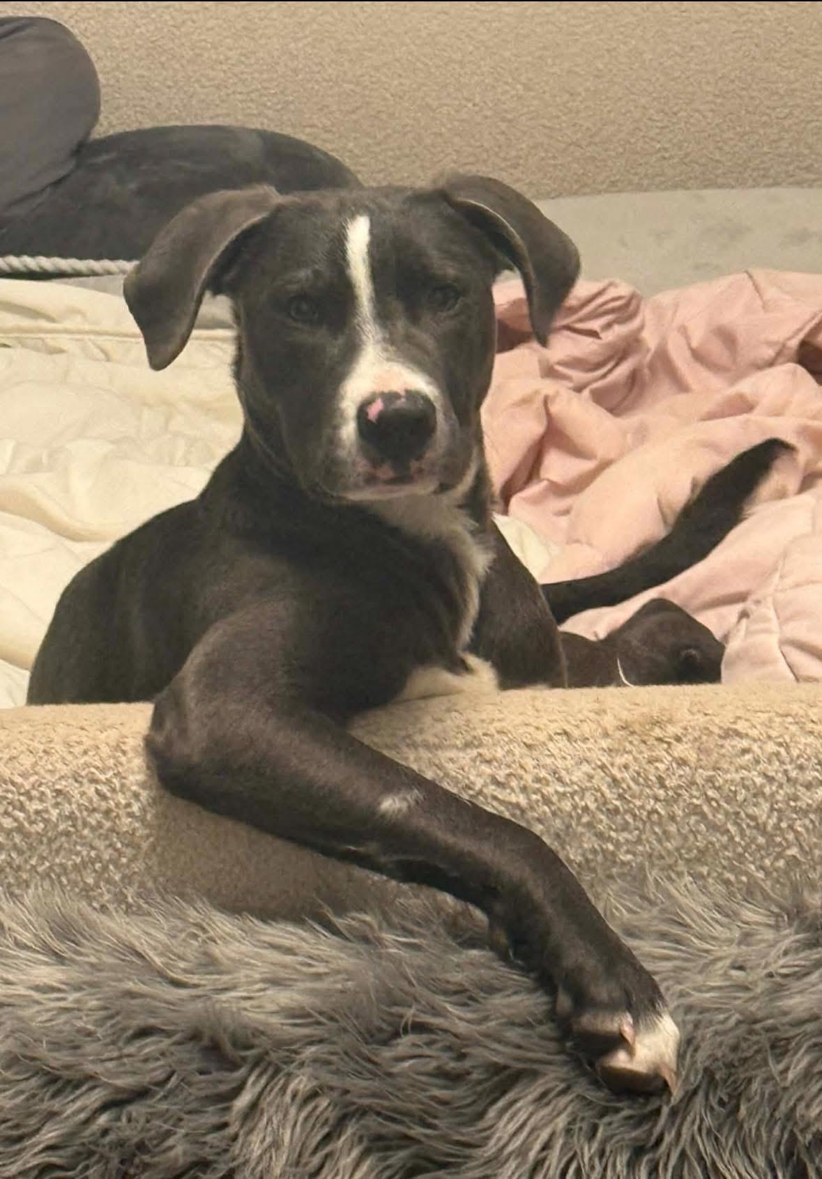 Enlarge Balki, a Adoptable mixed breed in Harrisburg, PA image 4/4