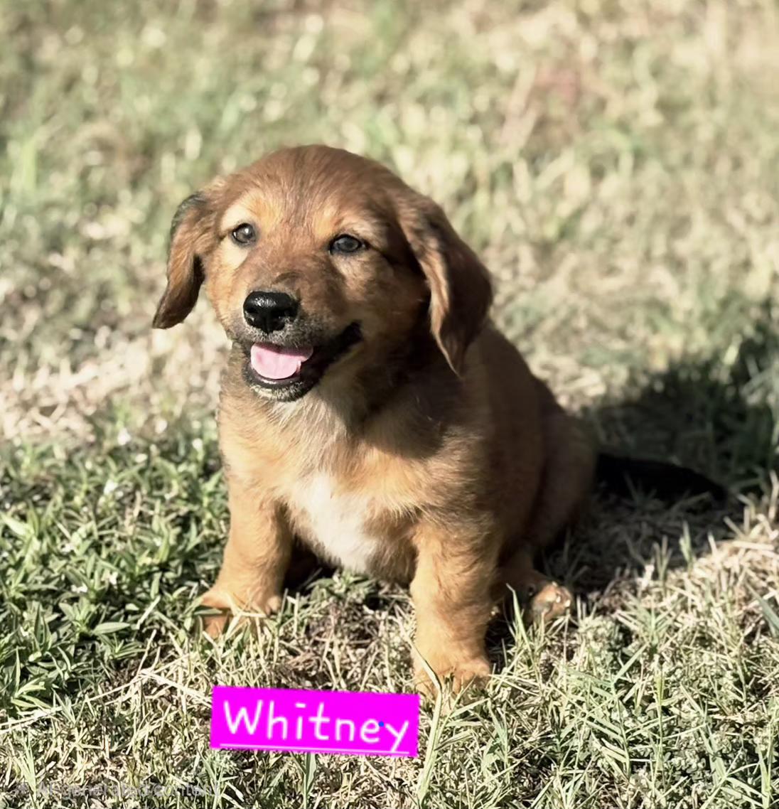 Enlarge Whitney, a Adoptable mixed breed in Norfolk, MA image 1/1