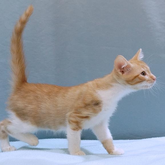 Enlarge Briar, a Adoptable mixed breed in Maynardville, TN image 1/1