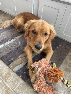 Maple, a Adopted Golden Retriever in Cliffwood, NJ image 2/3