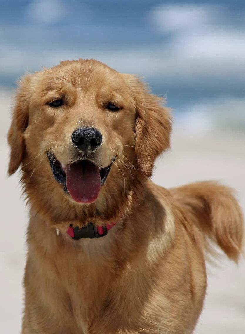 Maple, a Adopted Golden Retriever in Cliffwood, NJ image 3/3