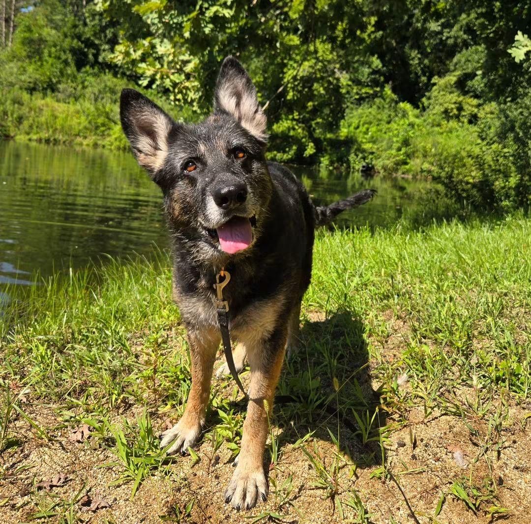 Enlarge Storm, a ADOPTABLE German Shepherd Dog in East Peoria, IL image 3/4