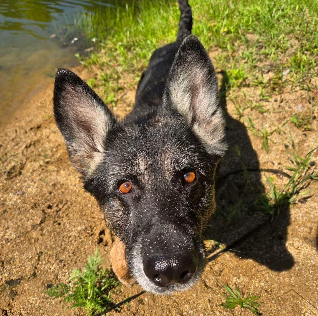 Enlarge Storm, a ADOPTABLE German Shepherd Dog in East Peoria, IL image 2/4