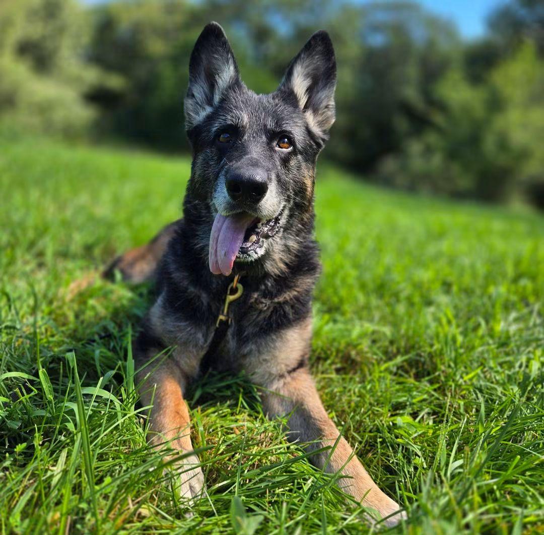 Storm, ADOPTABLE, Senior Female German Shepherd Dog.
