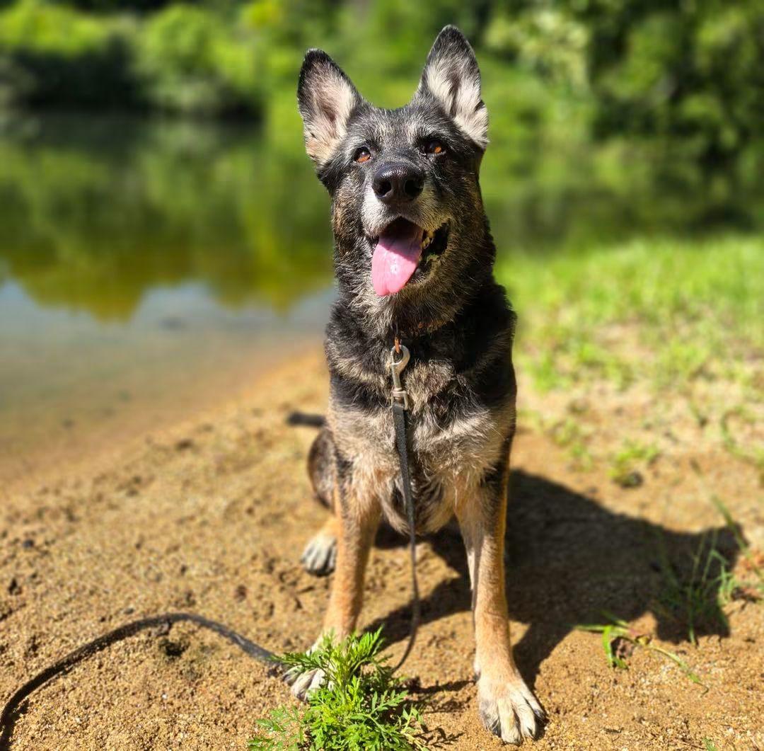 Enlarge Storm, a ADOPTABLE German Shepherd Dog in East Peoria, IL image 4/4