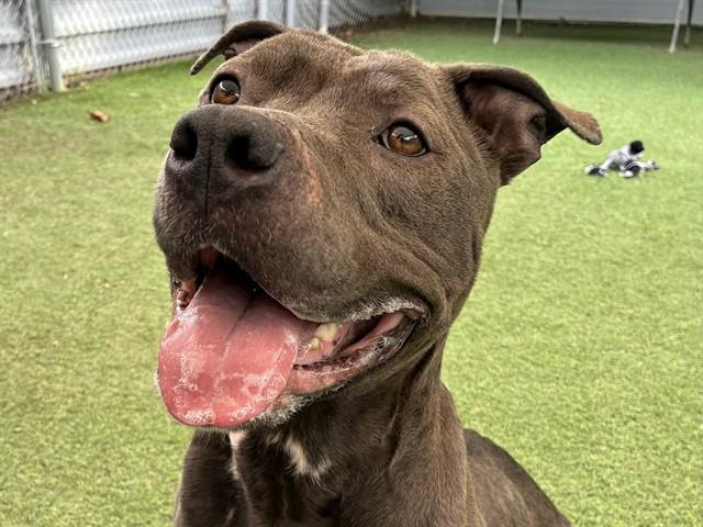 NYLE, Adoptable, Young Female Pit Bull Terrier.