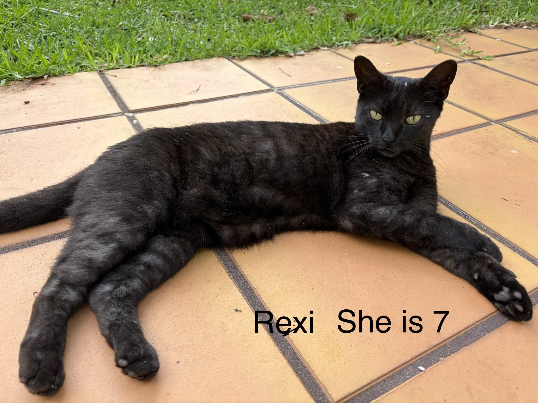 Enlarge Rexi, a ADOPTABLE Domestic Short Hair in Boca Raton, FL image 1/1