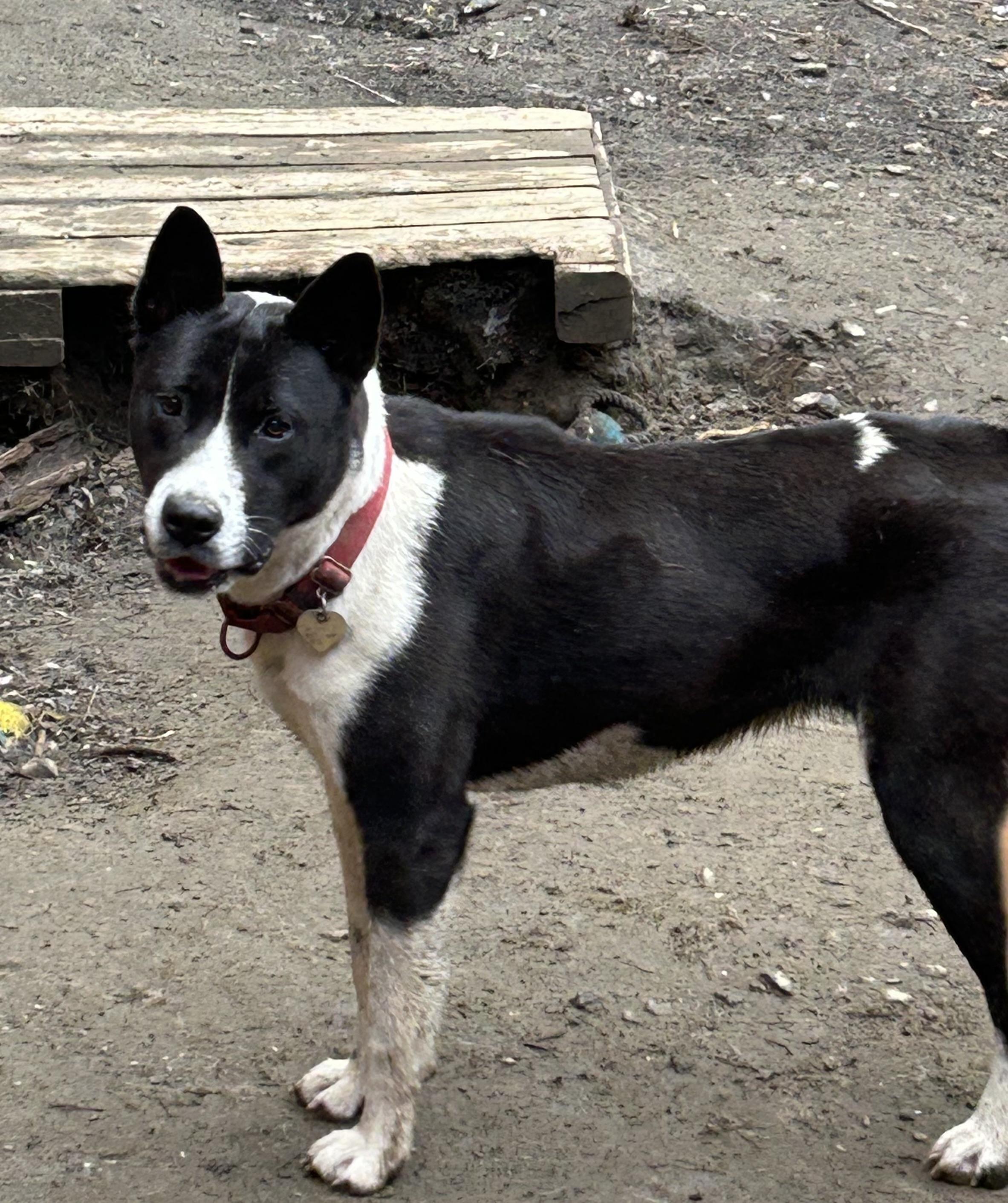 Enlarge Mango, a ADOPTABLE mixed breed in Chelsea, VT image 2/3