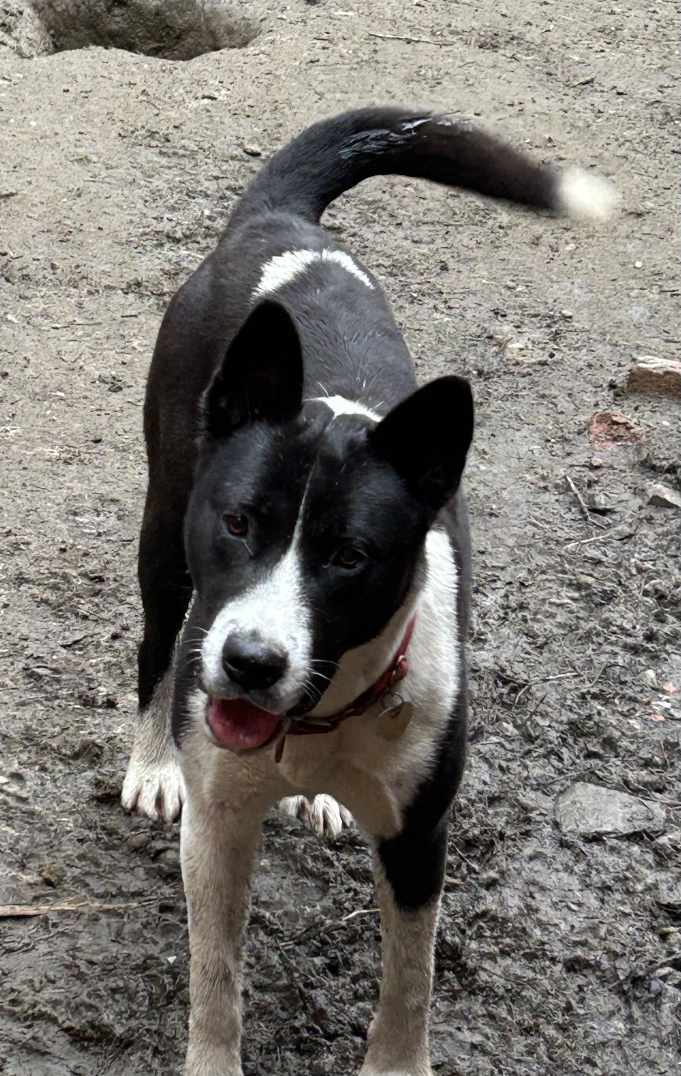 Mango, ADOPTABLE, Young Female Akita & Border Collie.