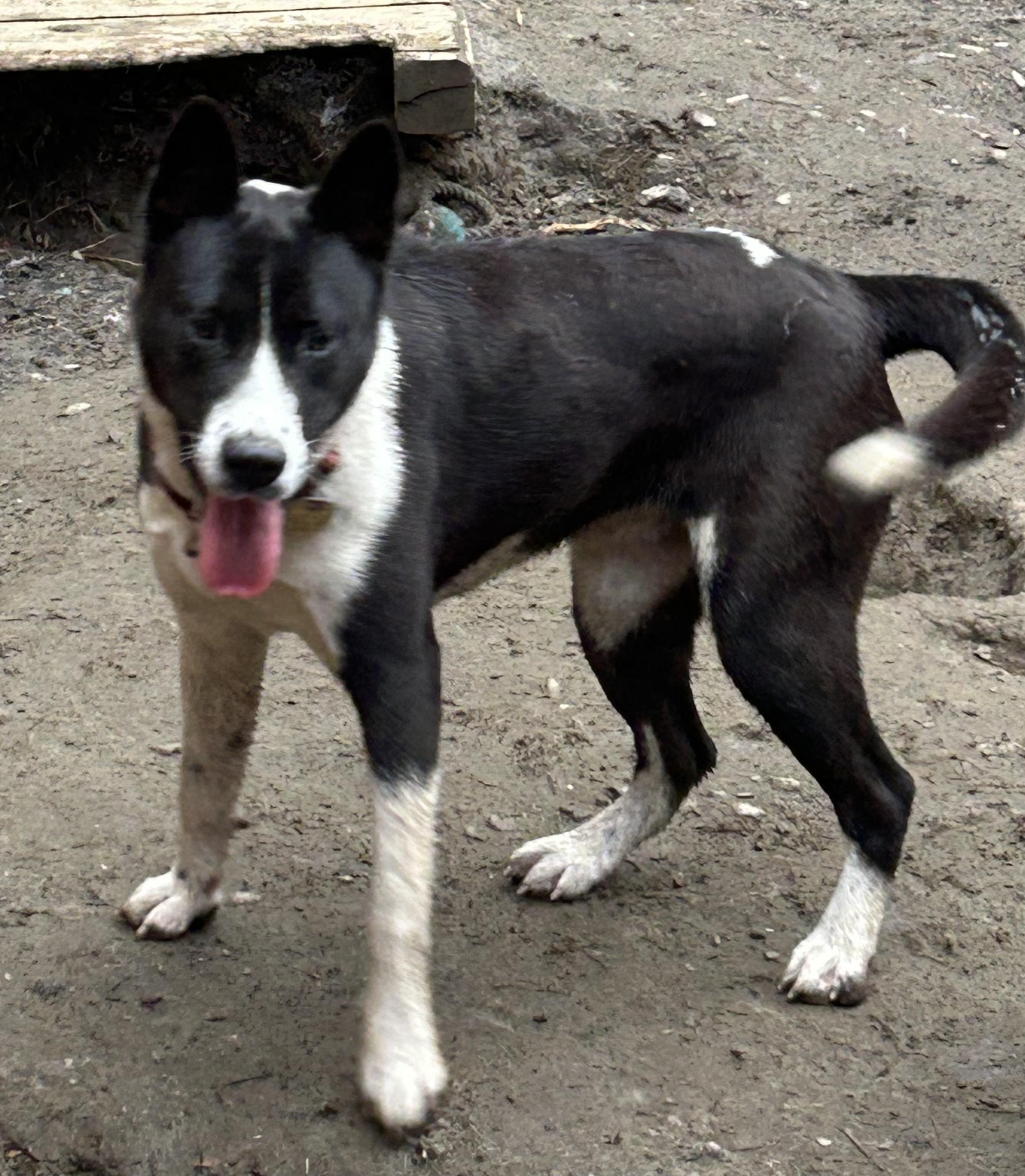 Enlarge Mango, a ADOPTABLE mixed breed in Chelsea, VT image 3/3