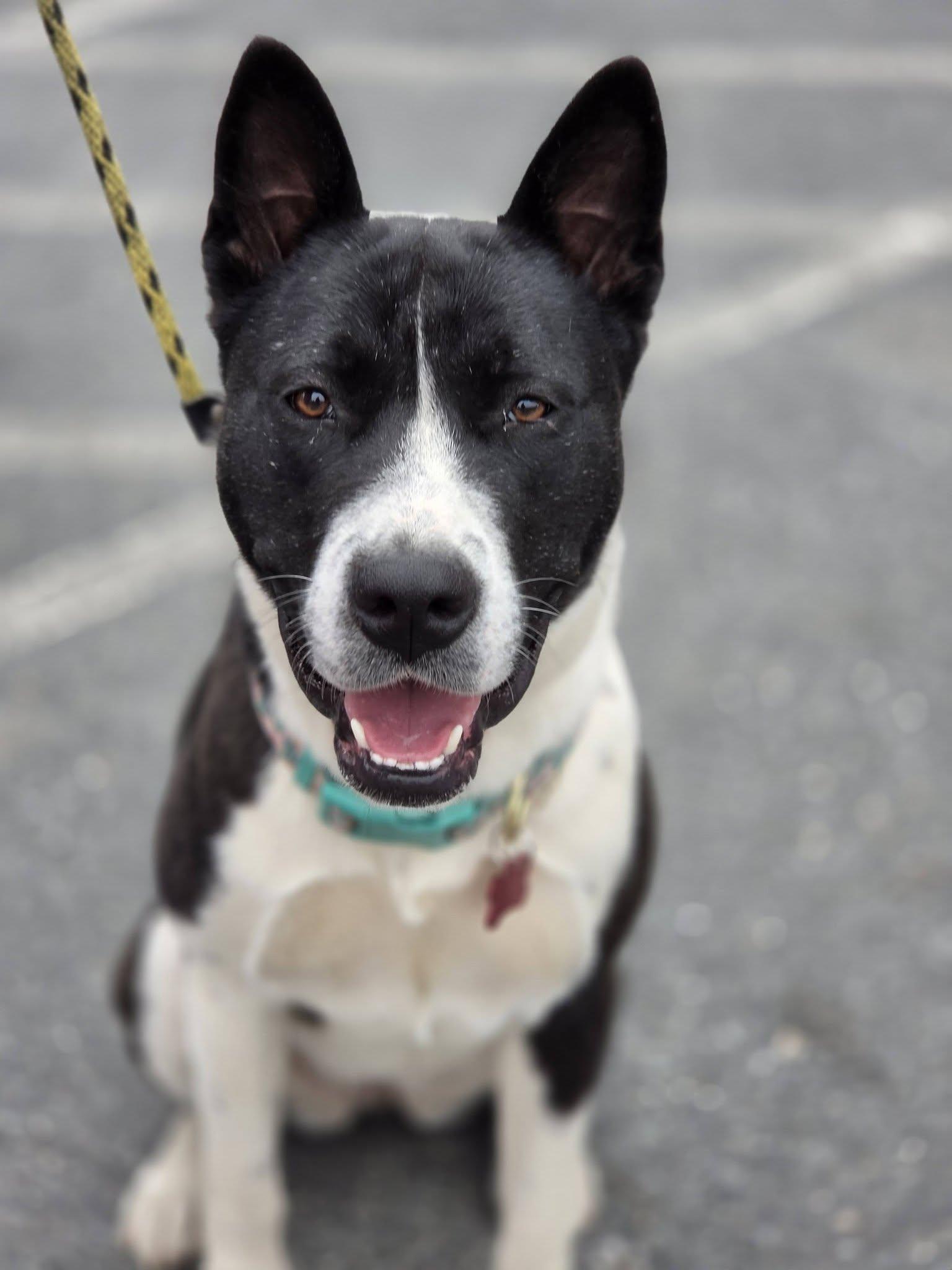 Mango, a ADOPTABLE mixed breed in Chelsea, VT image 1/4