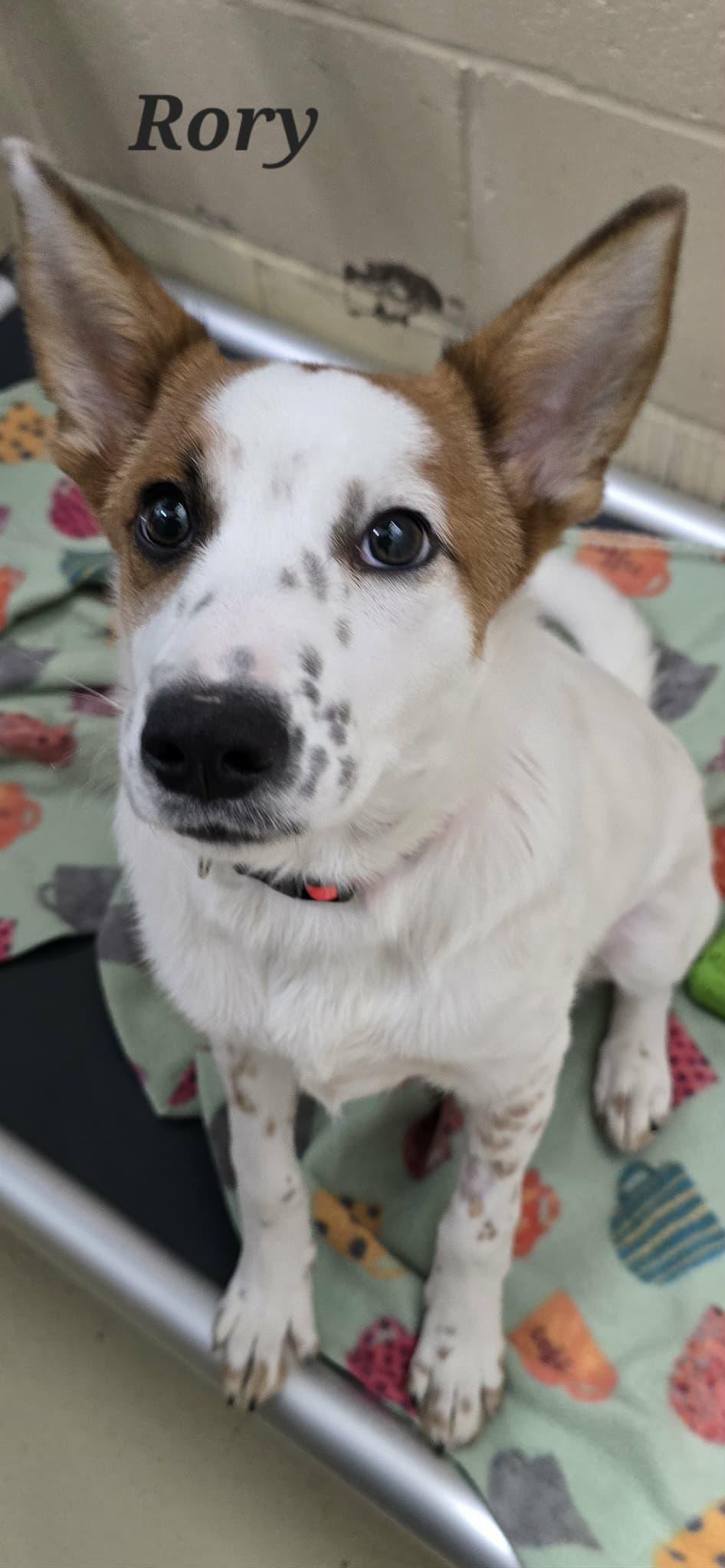 Rory, Adoptable, Young Female Mixed Breed.