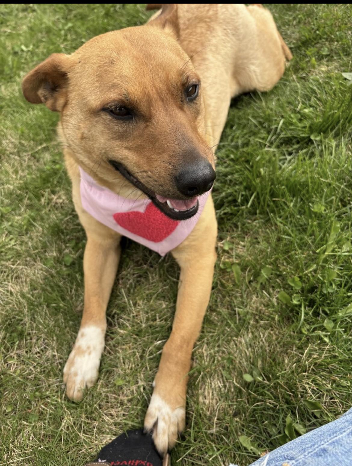 Cindy, Adoptable, Adult Female Cattle Dog & German Shepherd Dog.