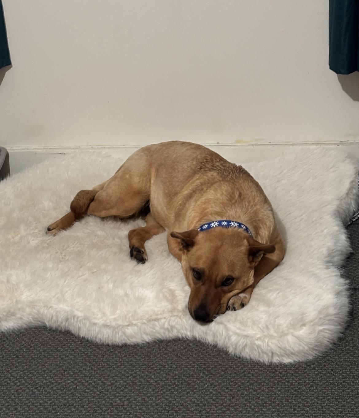 Enlarge Cindy, a Adoptable mixed breed in Billings, MT image 2/3