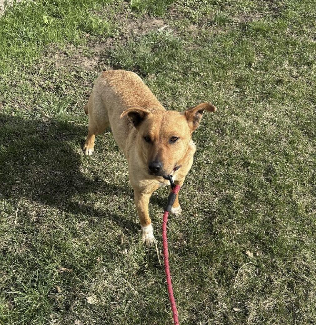 Enlarge Cindy, a Adoptable mixed breed in Billings, MT image 3/3