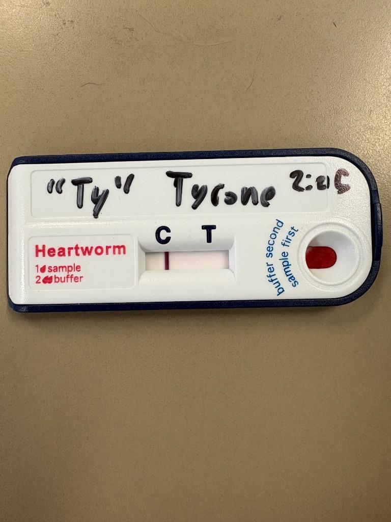 Tyrone, Adoptable, Young Male Rottweiler.