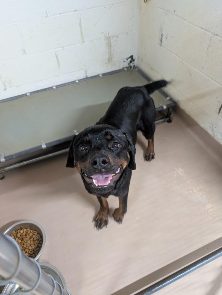 Enlarge Tyrone, a Adoptable Rottweiler in Nacogdoches, TX image 2/2