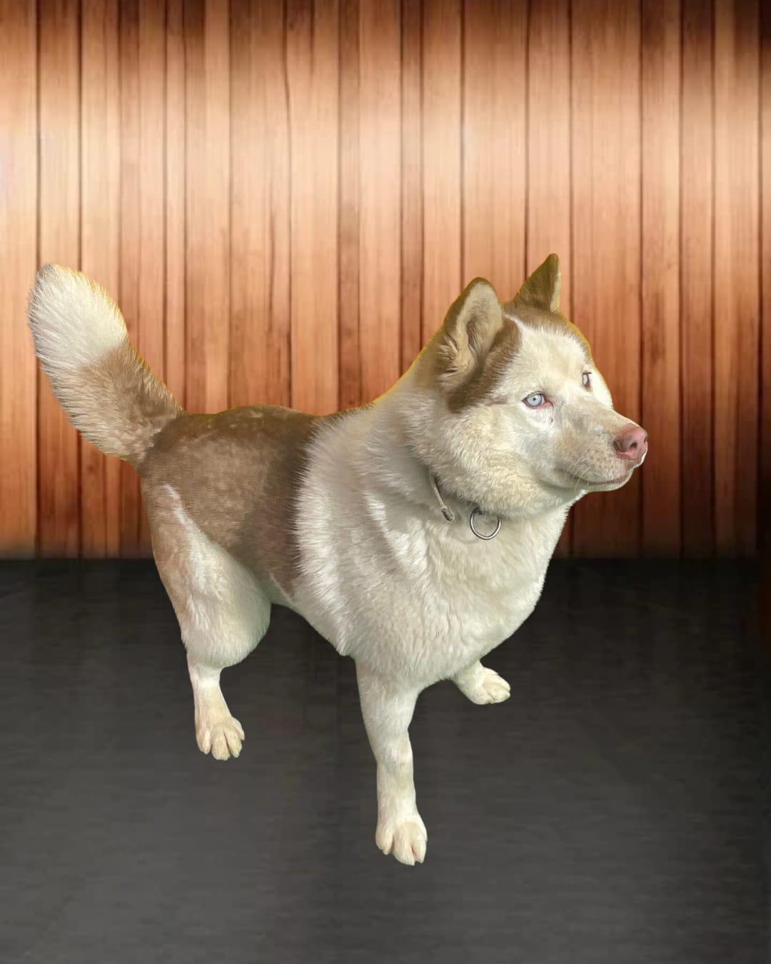 Enlarge Leo, a Adoptable Siberian Husky in Annapolis, MD image 4/6