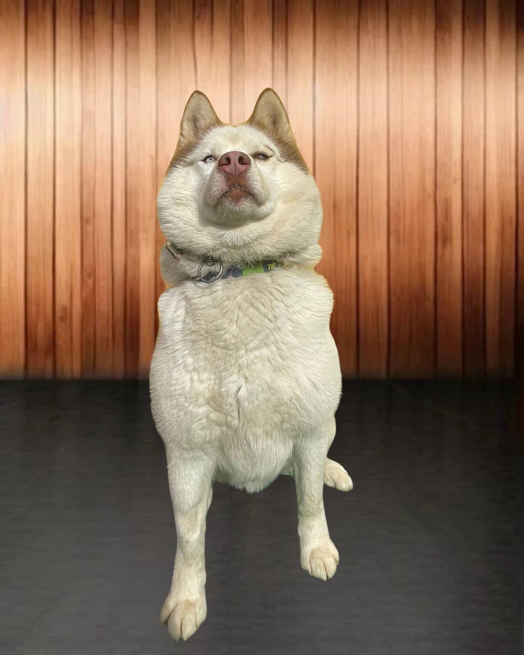 Enlarge Leo, a Adoptable Siberian Husky in Annapolis, MD image 3/6