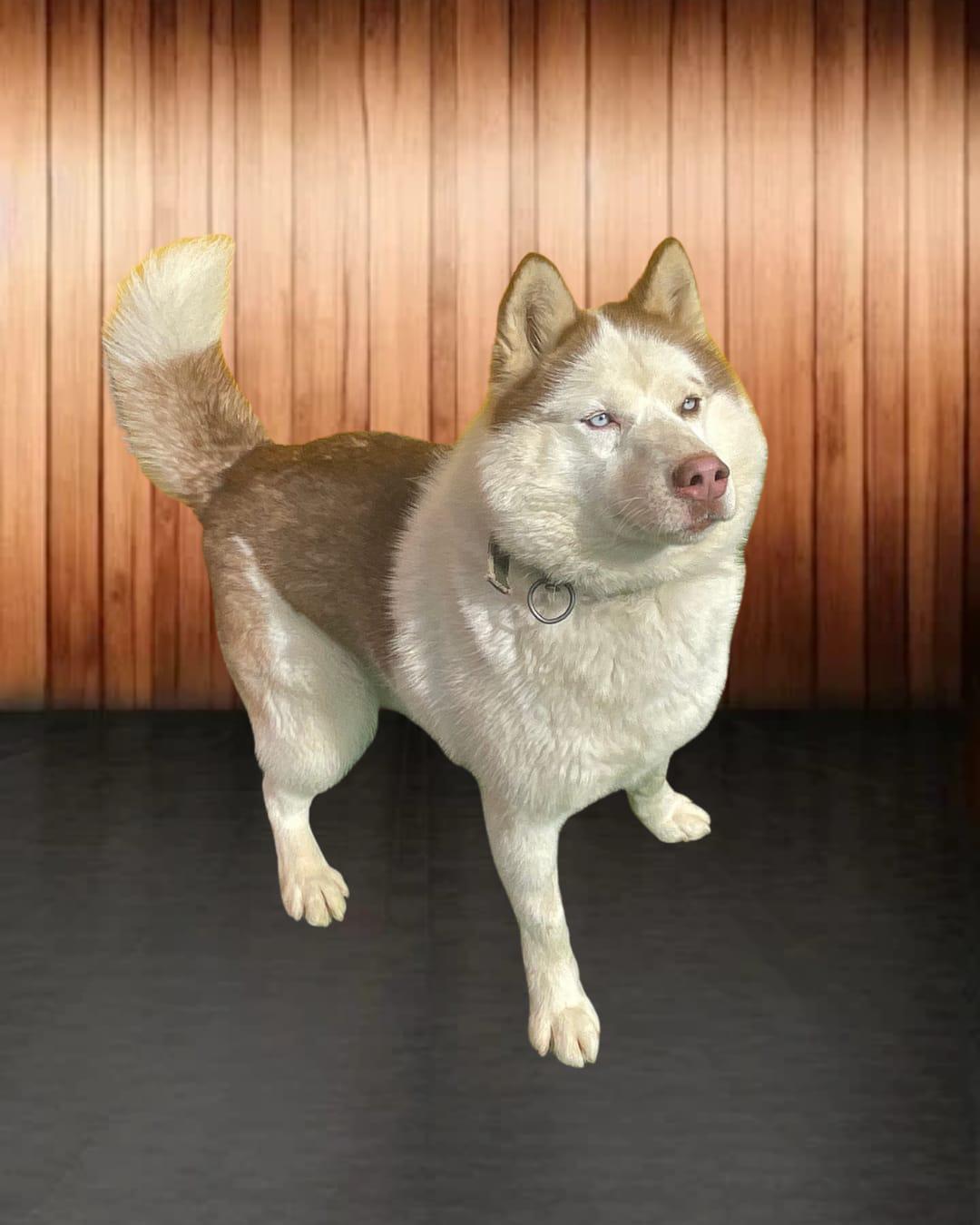 Enlarge Leo, a Adoptable Siberian Husky in Annapolis, MD image 5/6