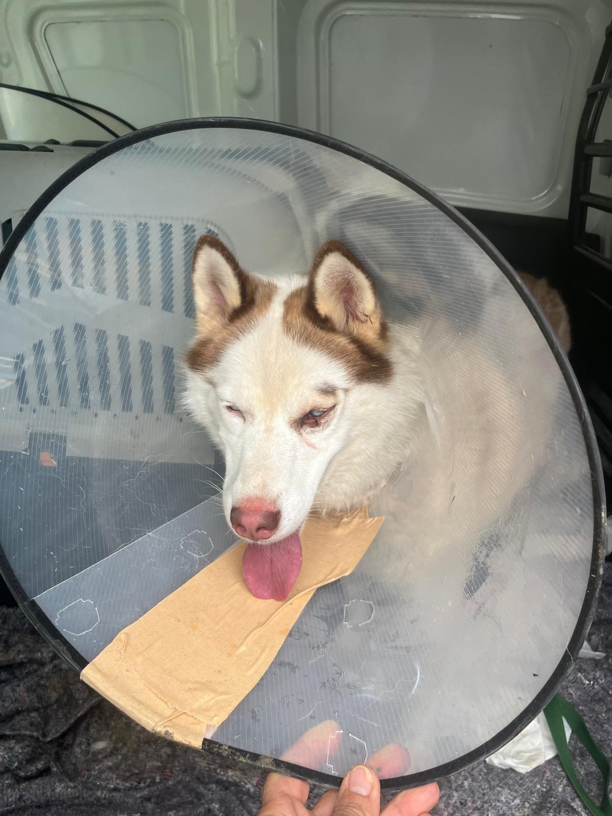 Enlarge Leo, a Adoptable Siberian Husky in Annapolis, MD image 6/6