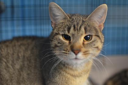 Enlarge Kalena , an adoptable mixed breed in Rapid City, SD image 2/3