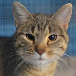 Enlarge Kalena , an adoptable mixed breed in Rapid City, SD image 1/3