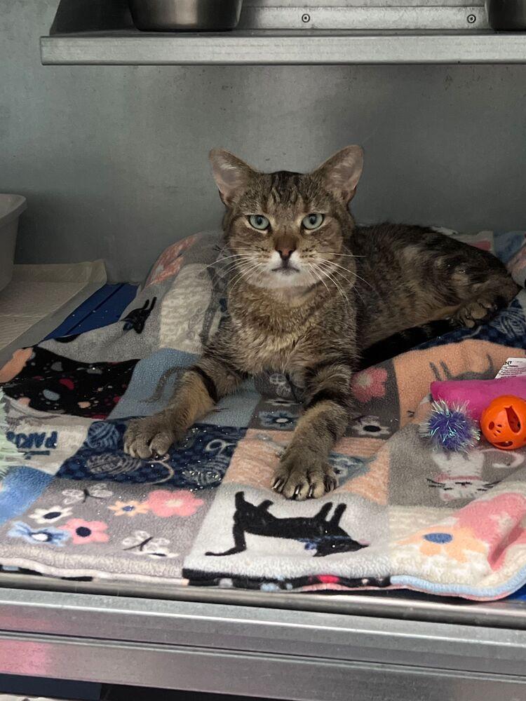 Enlarge Bernard, a Adoptable Domestic Short Hair in McPherson, KS image 1/3