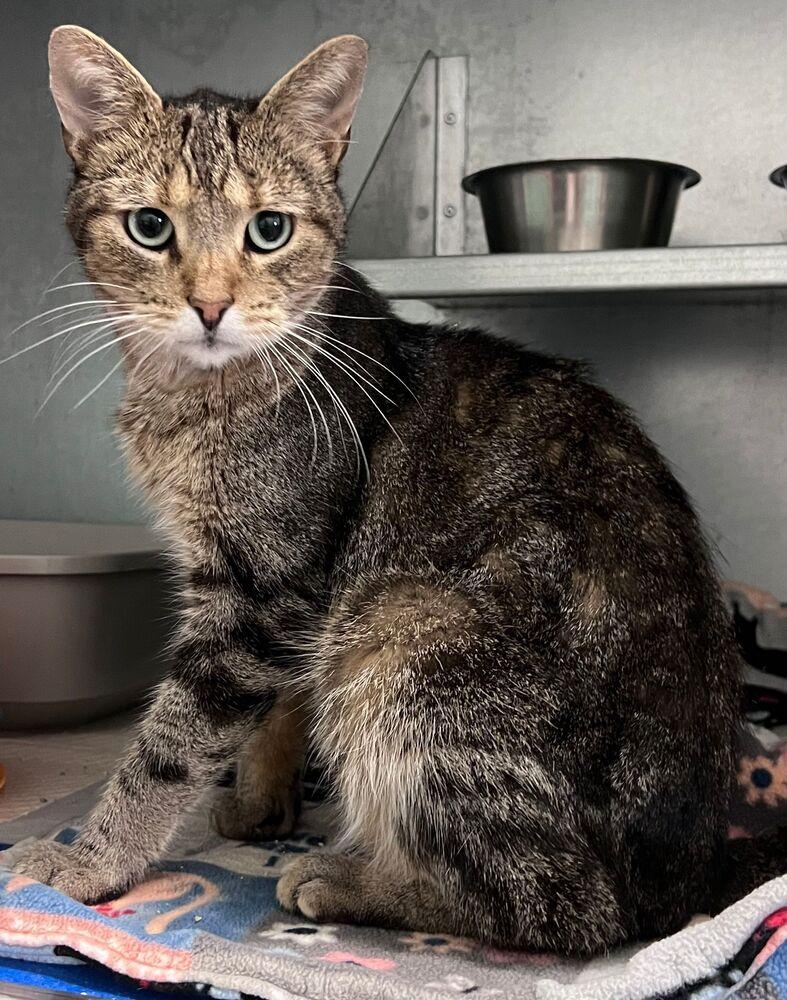 Enlarge Bernard, a Adoptable Domestic Short Hair in McPherson, KS image 2/3