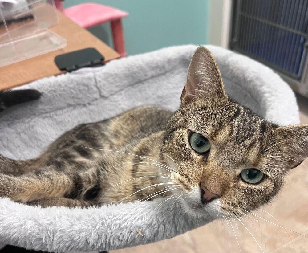 Enlarge Bernard, a Adoptable Domestic Short Hair in McPherson, KS image 3/3
