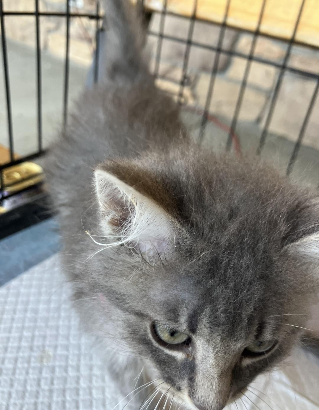 Glen, an adoptable Domestic Short Hair in Billings, MT_image-1