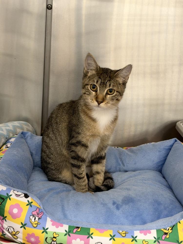 Enlarge Bailey, a Adoptable mixed breed in Orlando, FL image 3/6
