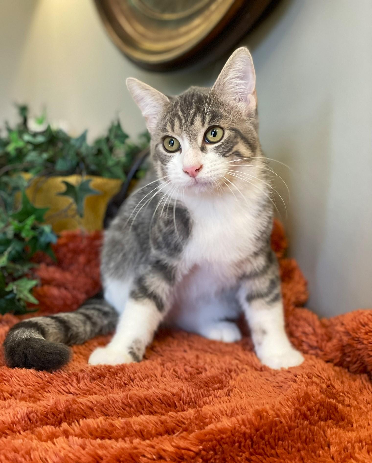 Smudge, a Adoptable Tabby in Taylor, MI image 3/6