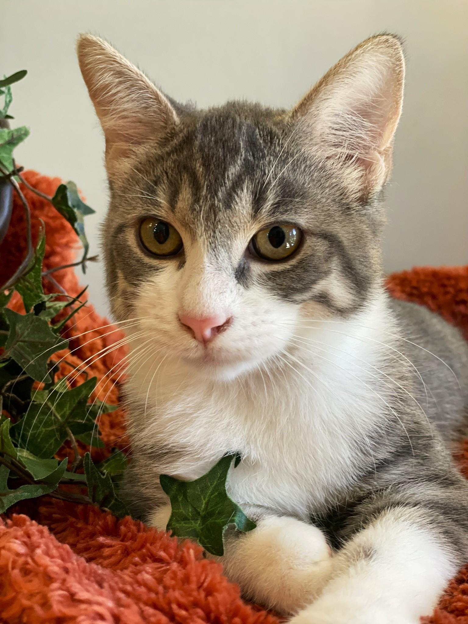Smudge, a Adoptable Tabby in Taylor, MI image 4/6