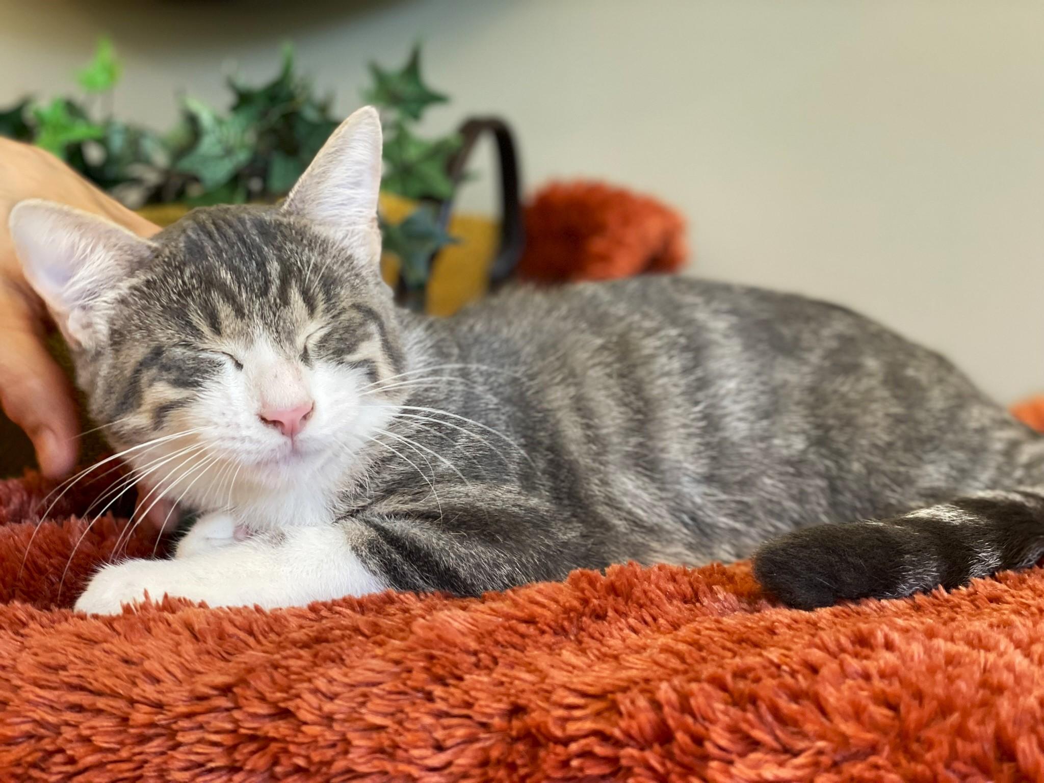 Smudge, a Adoptable Tabby in Taylor, MI image 6/6