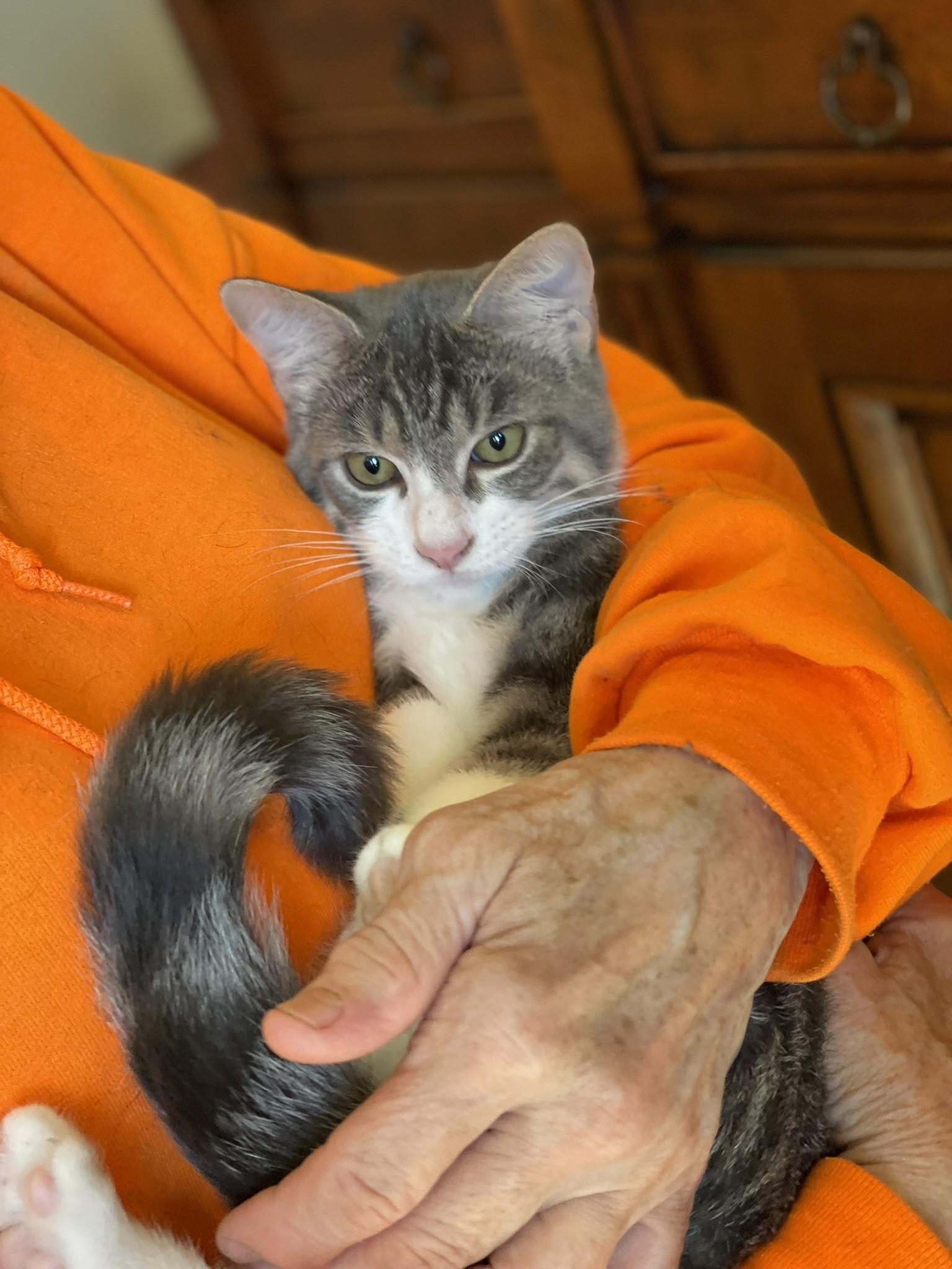 Smudge, a Adoptable Tabby in Taylor, MI image 2/6