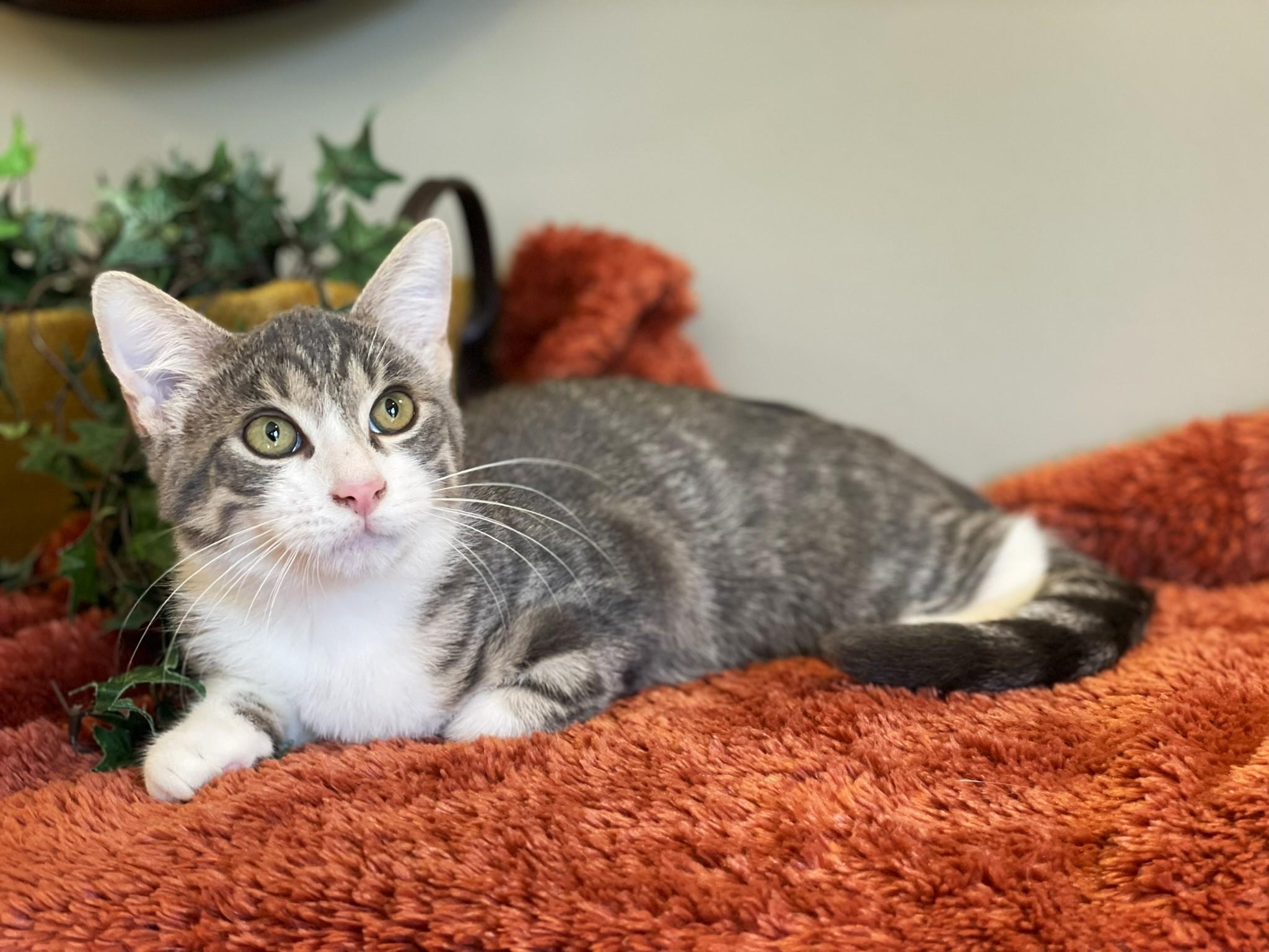 Smudge, Adoptable, Young Male Tabby.