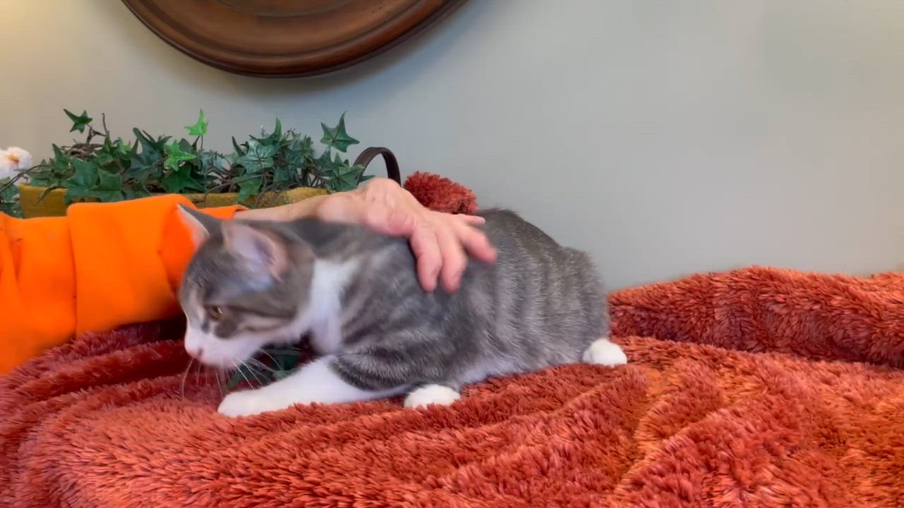 Enlarge Smudge, a Adoptable Tabby in Taylor, MI video 5/6