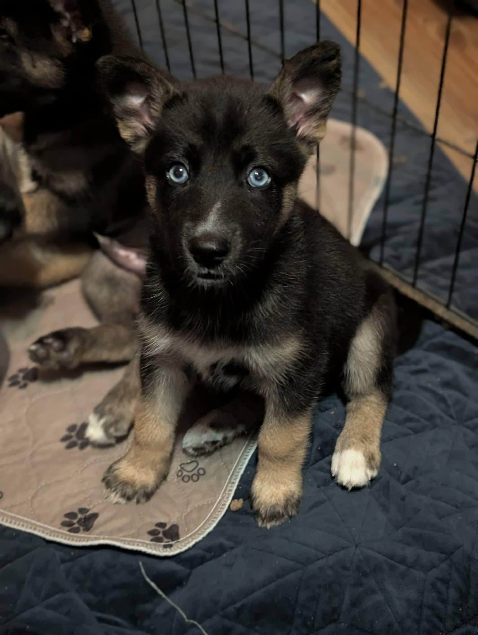 Starlight, Adopted, Puppy Female Husky.