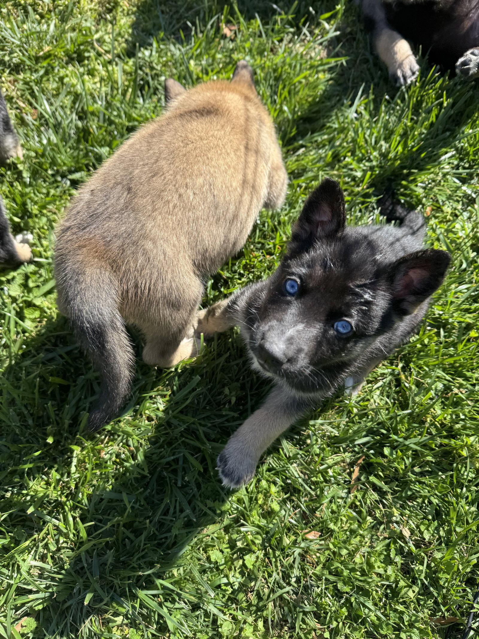 Enlarge Starlight, a Adopted Husky in Holly Springs, NC image 2/3