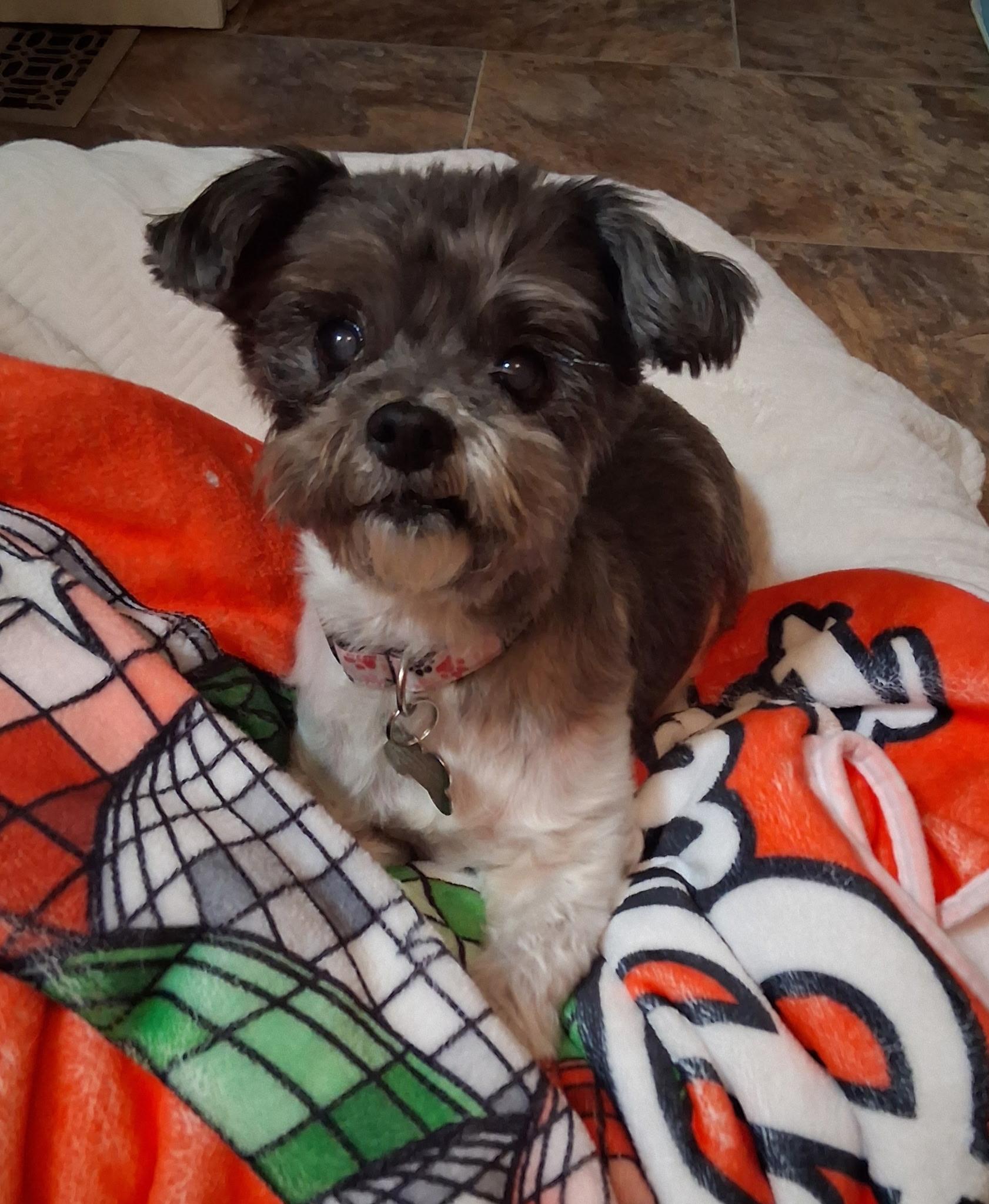 Enlarge Rosie Posie, an adopted mixed breed in Sparta, NJ image 1/6