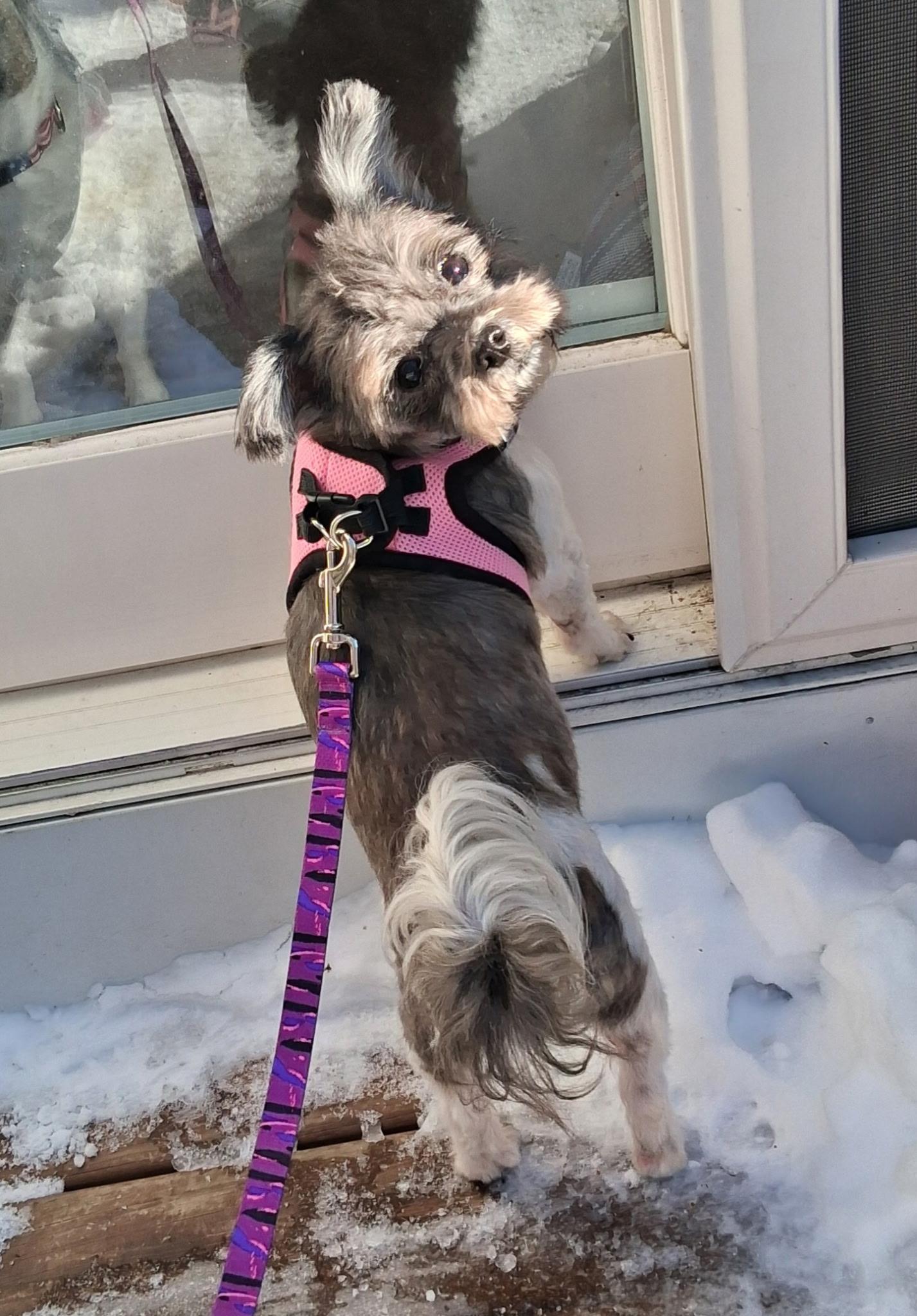 Enlarge Rosie Posie, an adopted mixed breed in Sparta, NJ image 4/6