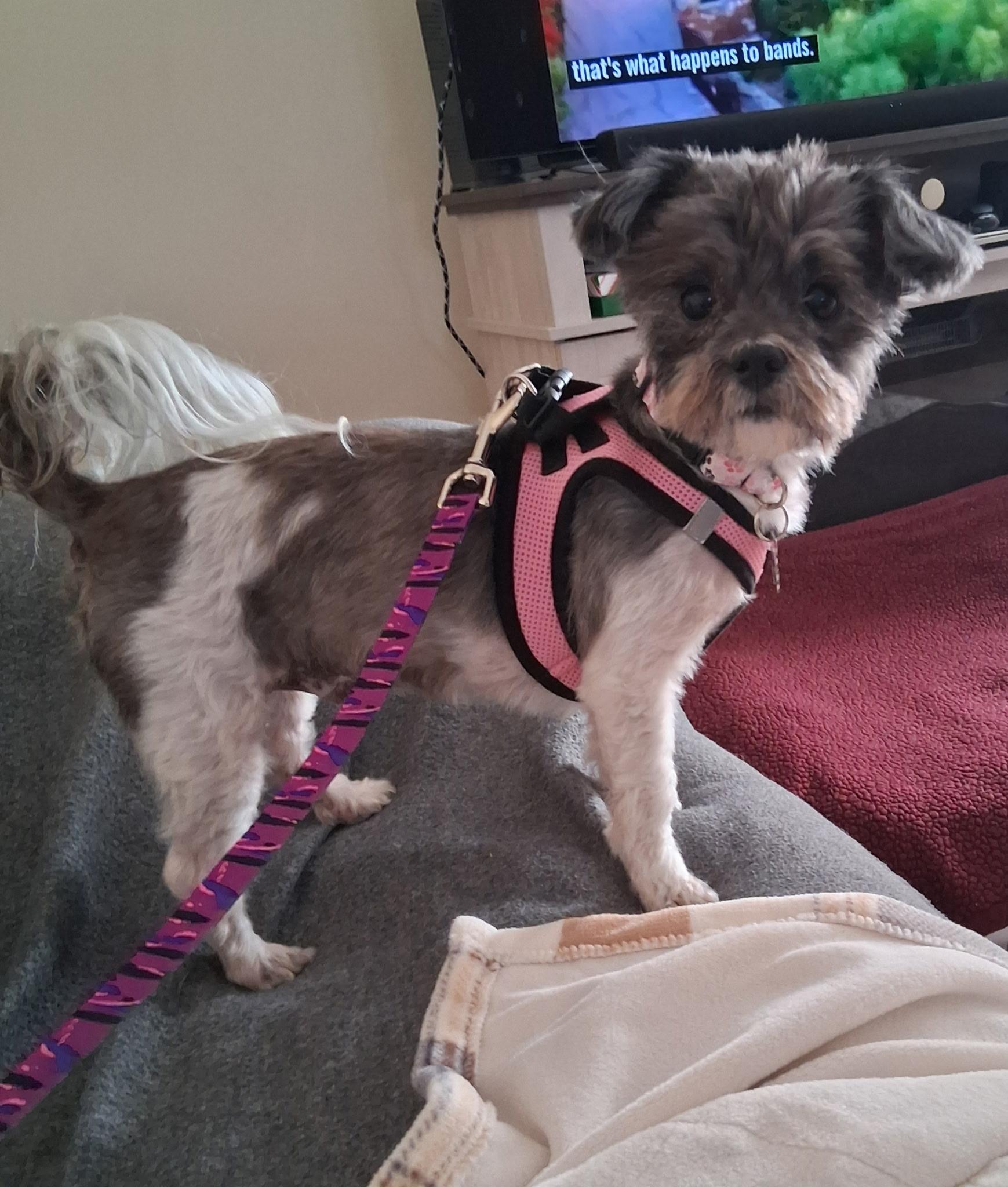 Enlarge Rosie Posie, an adopted mixed breed in Sparta, NJ image 3/6