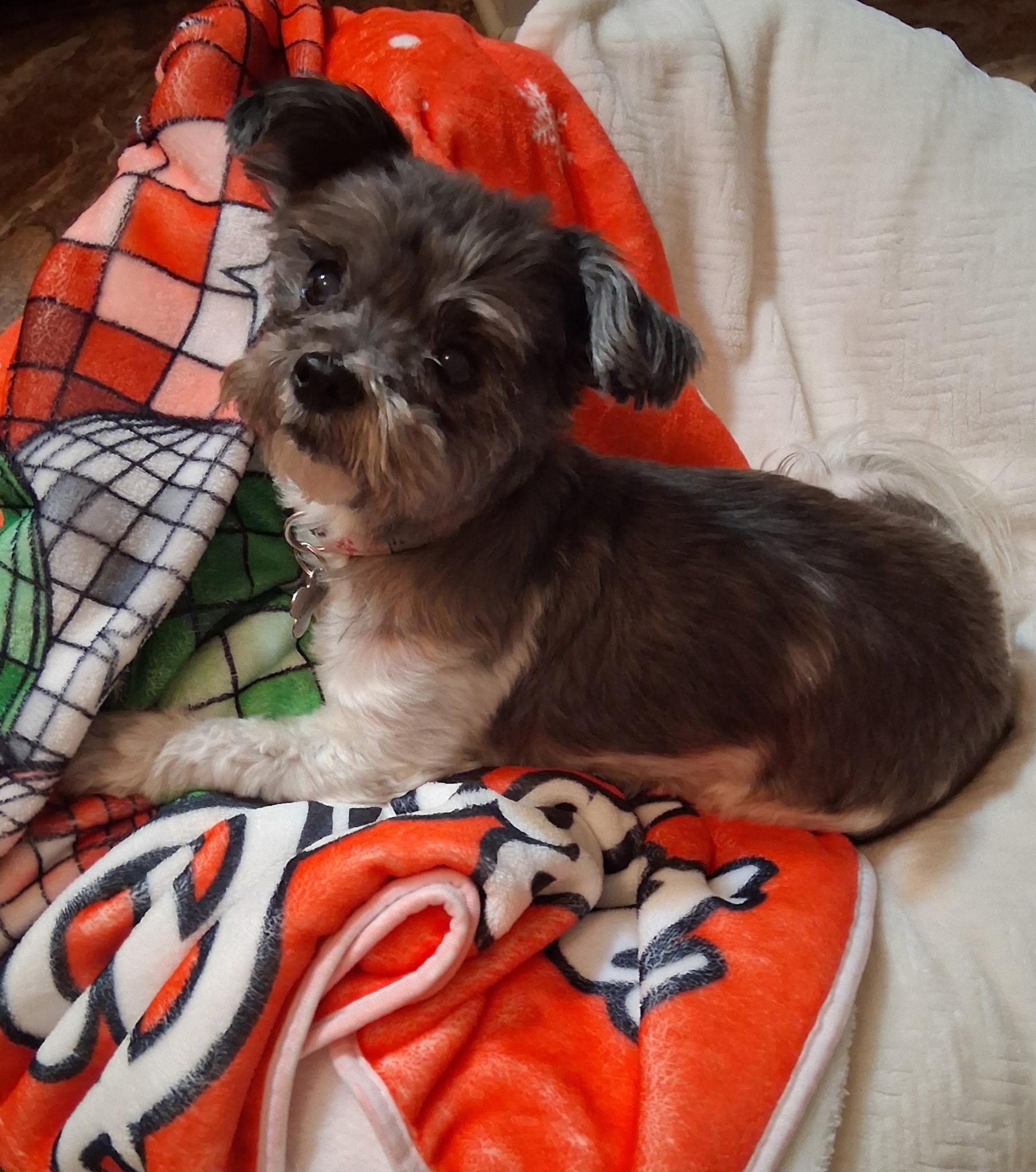 Enlarge Rosie Posie, an adopted mixed breed in Sparta, NJ image 5/6