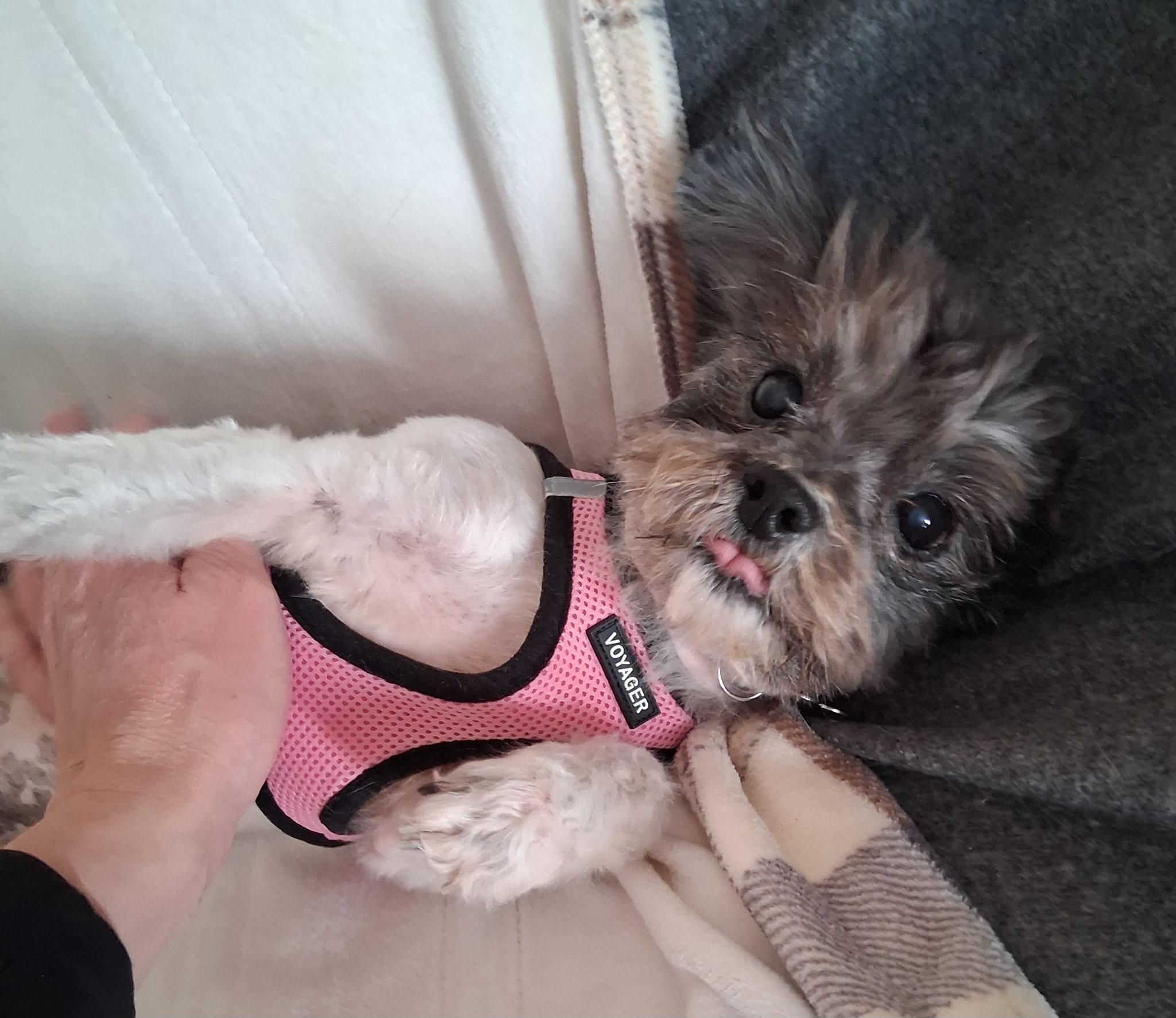 Enlarge Rosie Posie, an adopted mixed breed in Sparta, NJ image 6/6