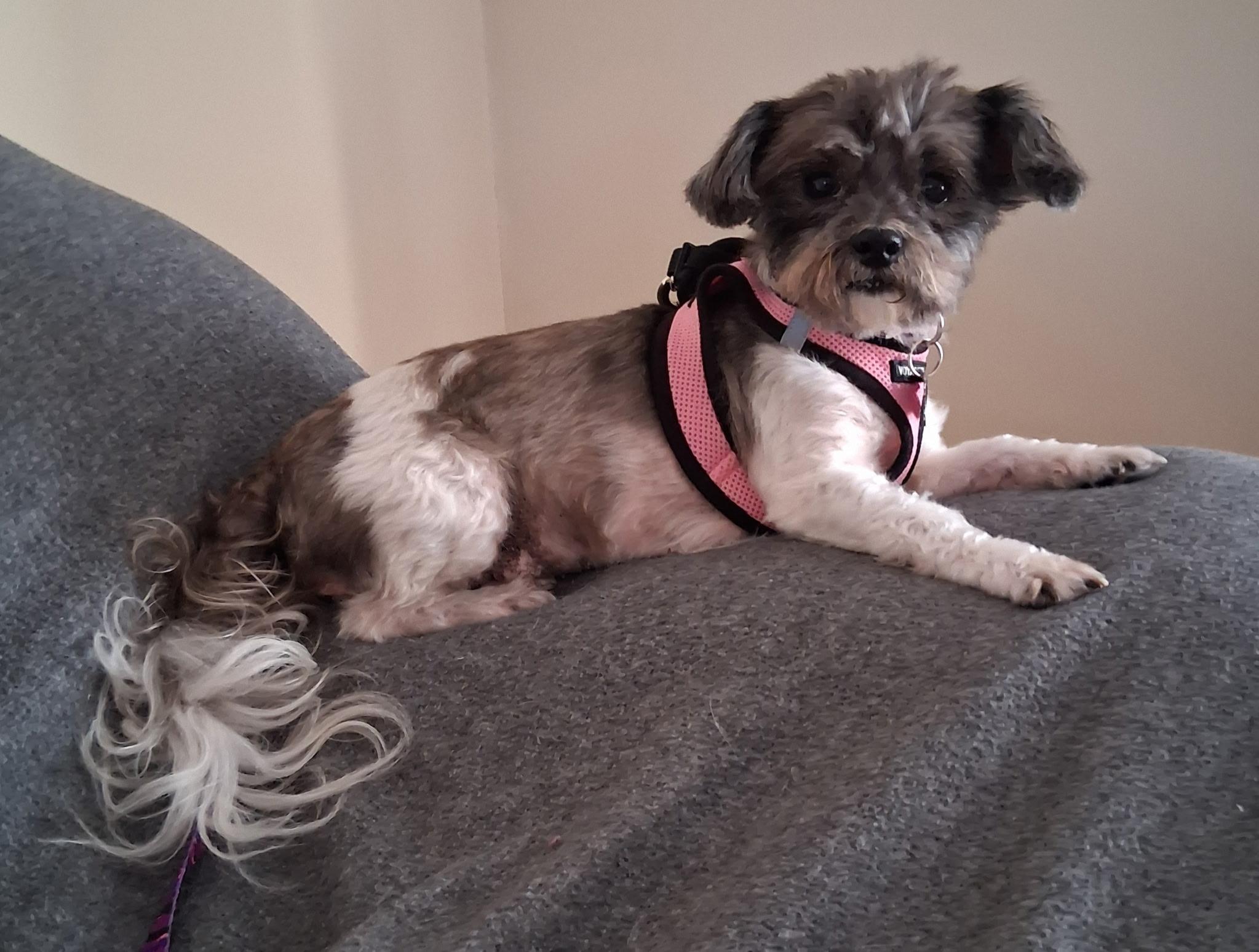 Enlarge Rosie Posie, an adopted mixed breed in Sparta, NJ image 2/6